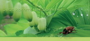 e-pm Mailingaktion - Artikel-Nr. 419476 Maikfer - Mailing Karte 

frühjahr